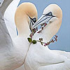 play Two Lovely Birds Slide Puzzle