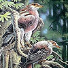 play Elegant Forest Birds Puzzle