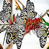 play Spotted Butterflies Slide Puzzle