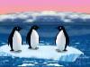 play Turbo Charged Penguins
