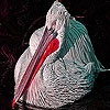 play Alone Tired Pelican Slide Puzzle