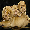 play Three Bulldog Slide Puzzle