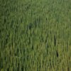 play Pine Forest Slider