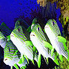 play Shocked Ocean Fishes Puzzle
