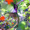 play Little Garden Bird Slide Puzzle