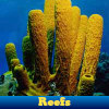 play Reefs. Find Objects