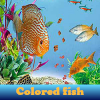 play Colored Fish. Find Objects