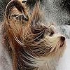 play Snow And Dog Puzzle