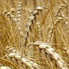 play Wheat