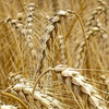 play Wheat