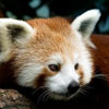 play Red Panda
