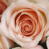 play Roses