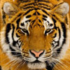 play Tiger
