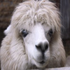 play Jigsaw: Alpaca