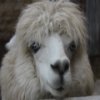 play Alpaca Slider