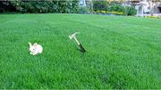 play Kill The Rabbit