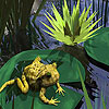 play Little Dizzy Frog Puzzle