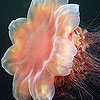 play Sea Animals Hidden Numbers