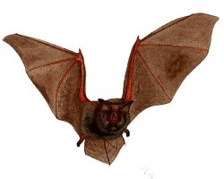 play Revenge Of The Bat