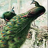 play Fantastic Peacocks Slide Puzzle