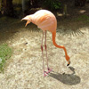 play Jigsaw: Flamingo 2