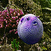 play Oceanic Purple Fish Slide Puzzle