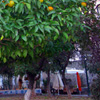 play Orange Tree Jigsaw Puzzle