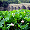 play Jigsaw: Lotus Flower Field