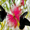 play Black Butterflies Slide Puzzle