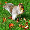 play Jigsaw: Little Squirrel