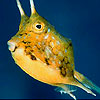 play Podgy Fish Slide Puzzle