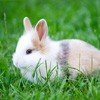 play Little Rabbit Jigsaw