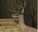 play Animal Feeding Shelter