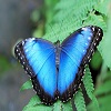 Blue Butterfly