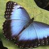 play Butterfly