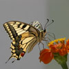 play Butterfly