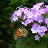 play Butterfly