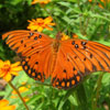 play Butterfly