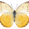 play Butterfly