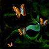 play Butterfly