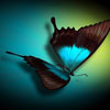 play Butterfly