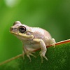 Cute Little Frog
