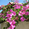 play Bougainvillea Jigsaw