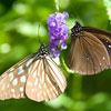 play Butterfly