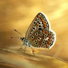 play Butterfly