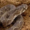 play Venomous Snake Jigsaw