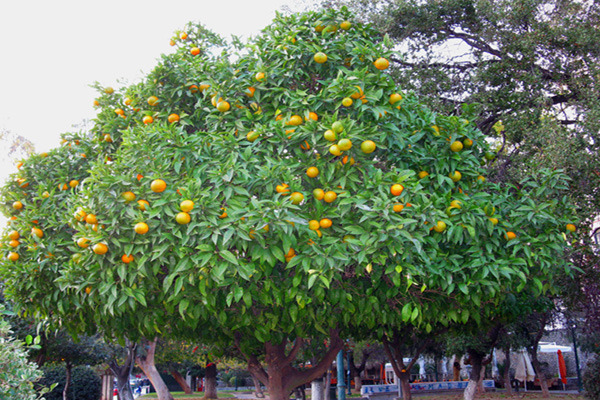 play Orange Tree 2 Jigsaw Puzzle