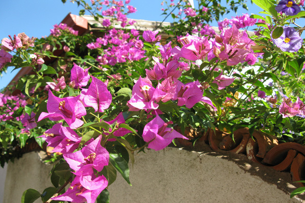 play Bougainvillea Jigsaw