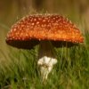 Mushrooms Jigsaw