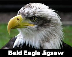 Bald Eagle Jigsaw